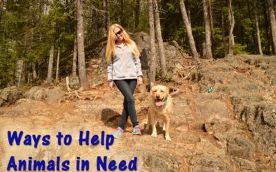Ways to Help Animals in Need